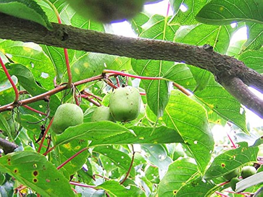 Amazon.co.jp: 北海道産 コクワの実(サルナシ) 200g ×1パック